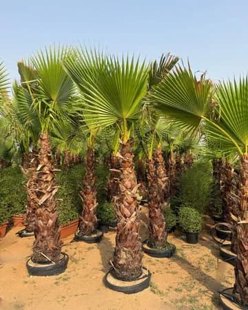 Egyptian Washingtonia palms sourced for a Dubai project