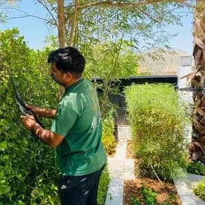 Garden maintenance work carried out by Palm Paradise Nursery