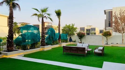 Washingtonia palms maintained under UAE growing conditions