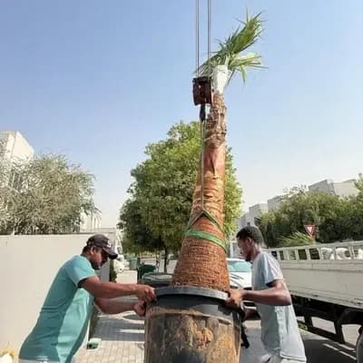 Field team installing a Washingtonia palm on a UAE project site