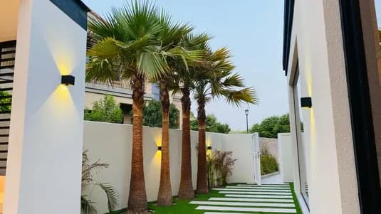 Mature Washingtonia palms lining a lit villa walkway in the UAE