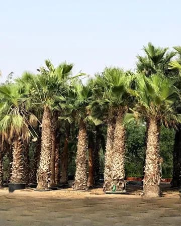 Premium Spanish Washingtonia palms supplied for a UAE project