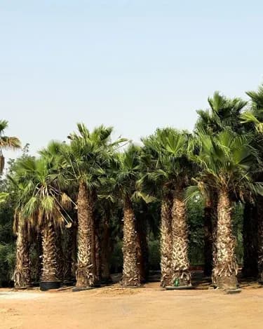 Spanish Washingtonia palms sourced for UAE landscape projects