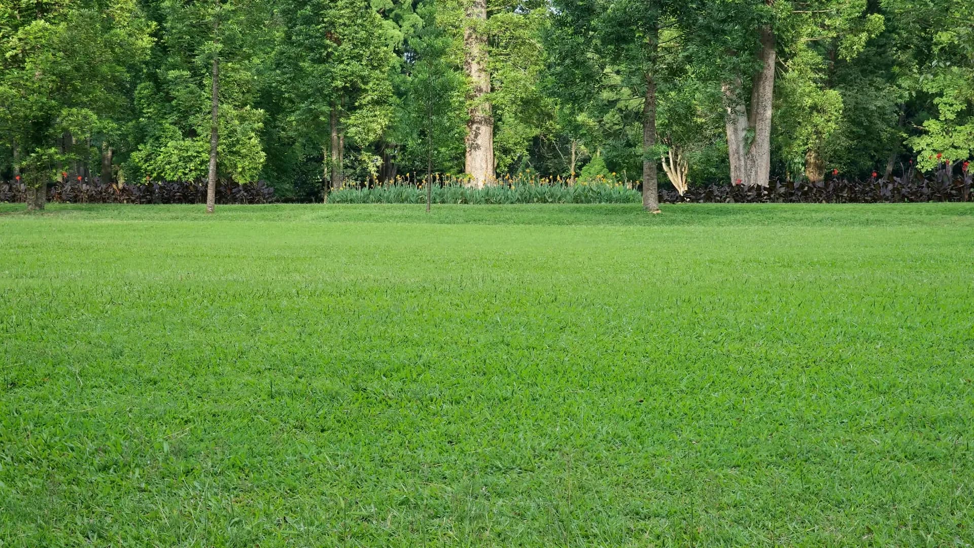 Grass installation service in Dubai