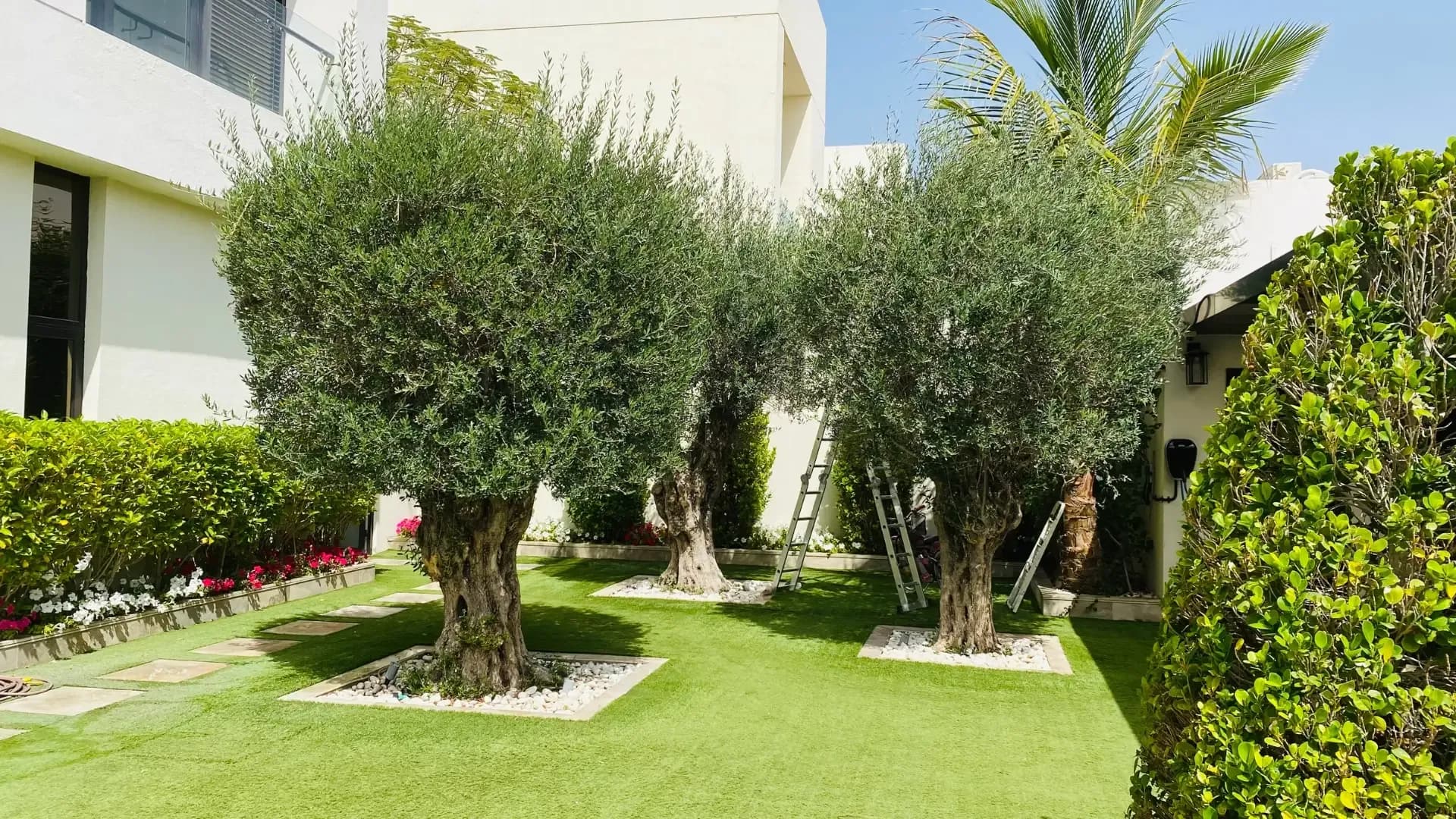 Olive tree installation for a villa in Dubai